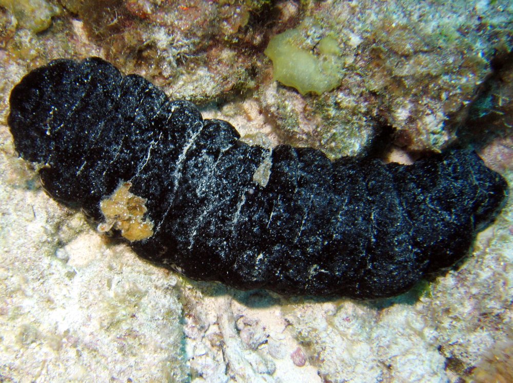 Holothuria mexicana